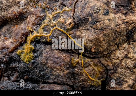 Plasmodium of slime mould (Badhamia sp.?) growing on a decaying leaf (Acer sp.)  collected in south-western Norway. Stock Photo