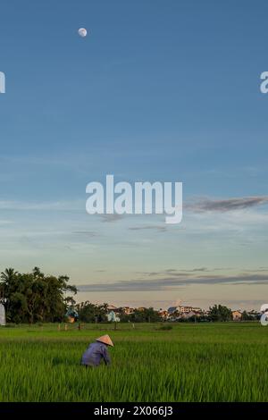 A worker, in a traditional Vietnamese conical hat, in a Paddy field, in central Vietnam. It is evening and the moon can be seen in the clear sky. Stock Photo