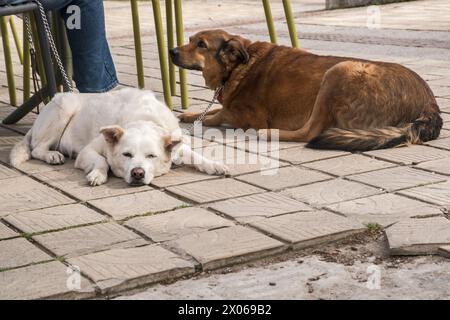 Two mixed breed dogs  lying next to their owner at an outdoor cafe Stock Photo