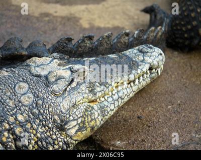 Crocodile in captivity. Farm-sourced crocodile leather. Leather industry. Otjiwarongo Crocodile Farm. Namibia, Africa. Close up Stock Photo