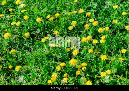 A picturesque view of golden dandelions flourishing in the tranquil green surroundings, painting a serene and idyllic scene in nature. ? #Wildflowers Stock Photo
