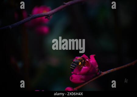 a bee taking pollen from a pink flower Stock Photo