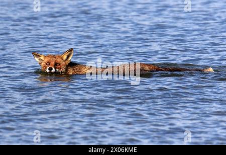 red fox (Vulpes vulpes), swimming, Netherlands, De Biesbosch National Park Stock Photo