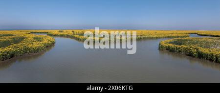 Swamp ragwort, Northern swamp groundsel, Marsh fleabane, Marsh fleawort, Clustered marsh ragwort, Mastodon flower, (Tephroseris palustris, Senecio con Stock Photo