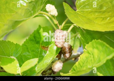 Chinese white mulberry (Morus alba), fruits on a branch Stock Photo