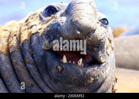 southern elephant seal (Mirounga leonina), portrait, Argentina, Falkland Islands, Las Malvinas Stock Photo