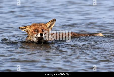 red fox (Vulpes vulpes), swimming, Netherlands, De Biesbosch National Park Stock Photo