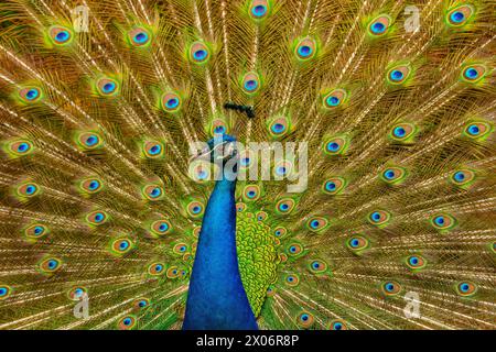 An elegant male peacock in full display Stock Photo