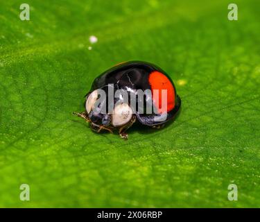 Cactus Lady Beetle macro shot on a green leaf Stock Photo