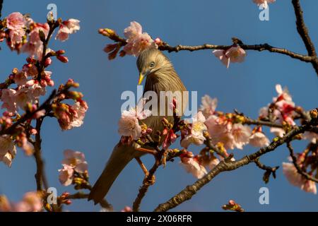 Chestnut-tailed Starling, Sturnia malabarica, bird eating nectar from cherry blossom flowers in Taiwan Stock Photo