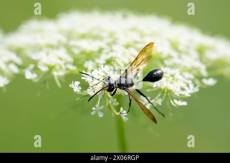 A Mexican Grass-carrying Wasp (Isodontia mexicana) feeding on a white flower, sunny day in summer, Vienna (Austria) Stock Photo