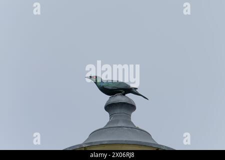 Philippine glossy starling, Aplonis panayensis strigata bird on a light pole in Taiwan Stock Photo