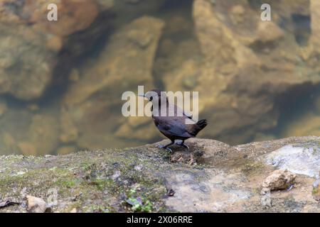 Brown Dipper, Cinclus pallasii bird on a rock close to water in the mountain of Taiwan Stock Photo