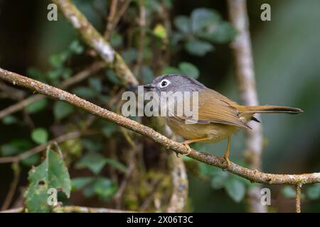 Morrison's Fulvetta, Alcippe morrisonia endemic bird of Taiwan perched on a branch, bird in the forest of Taiwan Stock Photo