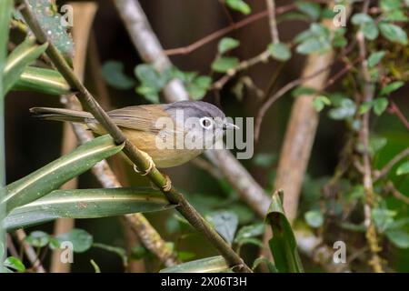 Morrison's Fulvetta, Alcippe morrisonia endemic bird of Taiwan perched on a branch, bird in the forest of Taiwan Stock Photo
