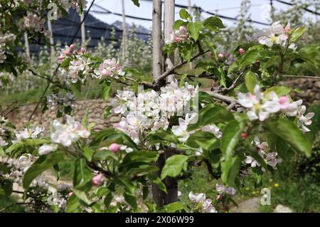 Dorf Tirol, Südtirol, Italien 07. April 2024: Ein Frühlingstag in Dorf Tirol, bei Meran, Tirolo. Hier der Blick auf blühende Apfelbäume, Blüte, Apfelblüte, Blütenmeer, Duft, Geruch, Tourismus, wandern, spazieren *** Dorf Tirol, South Tyrol, Italy 07 April 2024 A spring day in Dorf Tirol, near Meran, Tirolo Here the view of blossoming apple trees, blossom, apple blossom, sea of blossoms, scent, smell, tourism, hiking, walking Stock Photo