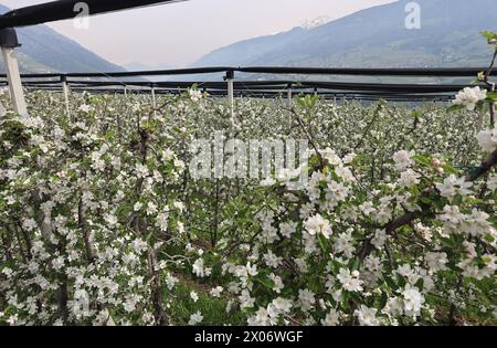 Dorf Tirol, Südtirol, Italien 07. April 2024: Ein Frühlingstag in Dorf Tirol, bei Meran, Tirolo. Hier der Blick auf blühende Apfelbäume, Blüte, Apfelblüte, Blütenmeer, Duft, Geruch, Tourismus, wandern, spazieren *** Dorf Tirol, South Tyrol, Italy 07 April 2024 A spring day in Dorf Tirol, near Meran, Tirolo Here the view of blossoming apple trees, blossom, apple blossom, sea of blossoms, scent, smell, tourism, hiking, walking Stock Photo