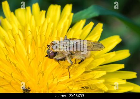 Macro of a carnivorous dung fly (likely Scathophaga sp) perched with prey on a dandelion. Hawthorn Hive, North East England Stock Photo