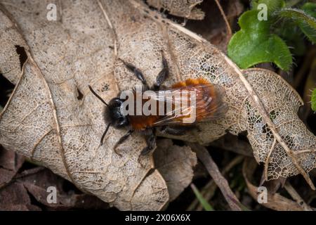 A female tawny mining bee (Andrena fulva) sporting her neat ginger coat. Ryhope Cemetery, Sunderland, UK Stock Photo