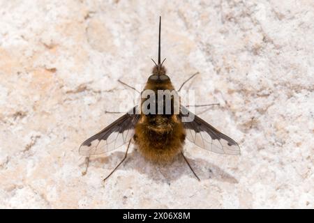 An aircraft-like bee fly (Bombylius major) resting on a sunny cliff face. Tunstall Hills, Sunderland, UK. Stock Photo