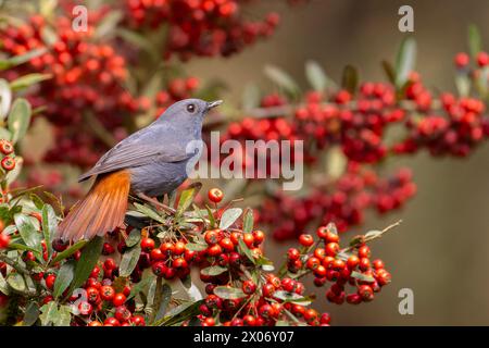 Plumbeous water redstart, Phoenicurus fuliginosus, bird perched on a tree, bird sitting on a rock, Stock Photo