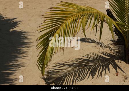 a leaf casting a shadow on the sand at the beach at day with a strong light Stock Photo