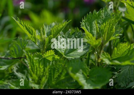 Stinging nettles Urtica dioica in the garden. Green leaves with serrated edges. Stock Photo