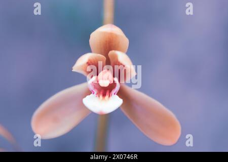 Cymbidium aloifolium, the aloe-leafed cymbidium, is a species of orchid found in Asia. It has long, fleshy leaves that resemble aloe vera, and vibrant Stock Photo