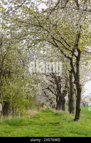 Obstbaumallee in Blüte, Wiesenweg mit blühenden Kirschbäumen prunus bei Zaschwitz, Grimma, Sachsen, Deutschland *** Fruit tree avenue in bloom, meadow Stock Photo