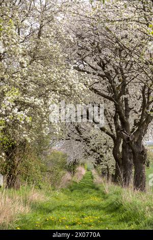 Obstbaumallee in Blüte, Wiesenweg mit blühenden Kirschbäumen prunus bei Zaschwitz, Grimma, Sachsen, Deutschland *** Fruit tree avenue in bloom, meadow Stock Photo