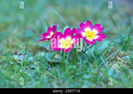 Purple flowers of Primula vulgaris, group of primrose flower on a meadow. Stock Photo