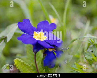 Blue flower of Primula vulgaris, primrose flower on a meadow. Stock Photo