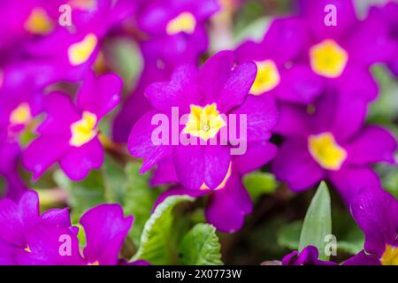 Purple flowers of Primula vulgaris, group of primrose flower on a meadow. Stock Photo