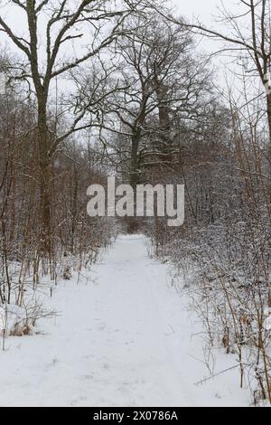 A footpath in the middle of a snowy forest Stock Photo