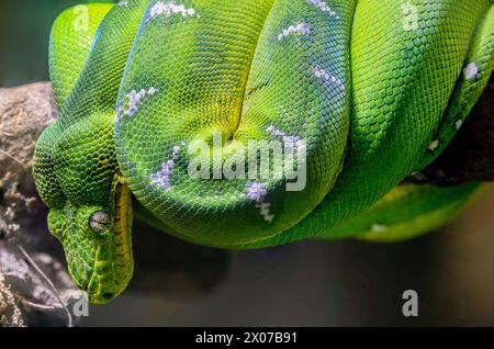 Rainforest terrarium with Amazon Tree-Boa (Corallus hortulana 