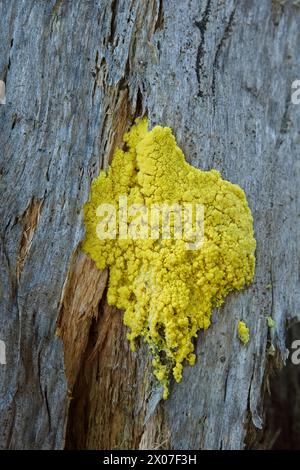 Closeup of slime mold (Fuligo septica) on tree trunk in summer. Stock Photo