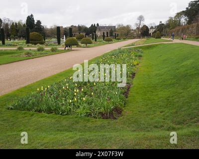 Mixed tulips planted in The Italian Garden at Trentham Gardens Stock Photo