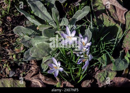 Early crocus (Crocus tommasinianus) april 2024, sweden Stock Photo