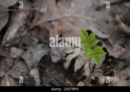 Spring UK - Young Ash Tree Emerging Through Leaf Litter Stock Photo