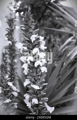 Bear's breeches flower spike (Acanthus mollis) in black and white Stock Photo