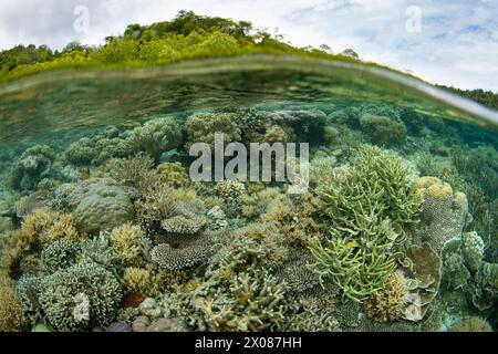 Corals thrive on a shallow, biodiverse reef in Raja Ampat, Indonesia. This region is known as the heart of the Coral Triangle due to its biodiversity. Stock Photo
