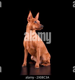 Studio shot of red Miniature Pinscher dog sitting on black background Stock Photo
