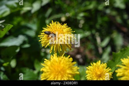 Dandelion flowers growing on the field, view from above. Blooming yellow dandelion on meadow. Sunny spring day. Stock Photo