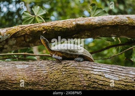 Central American river turtle Dermatemys mawii basking on a moss-covered tree trunk in the Costa Rican rainforest. Stock Photo