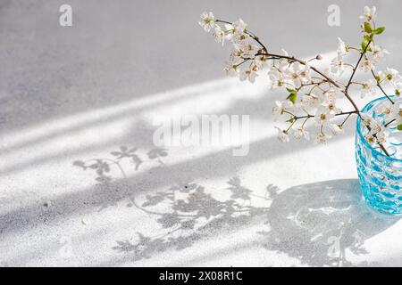 Cherry blossom branches elegantly placed in a textured blue glass vase casting gentle shadows on a white surface in sunlight Stock Photo