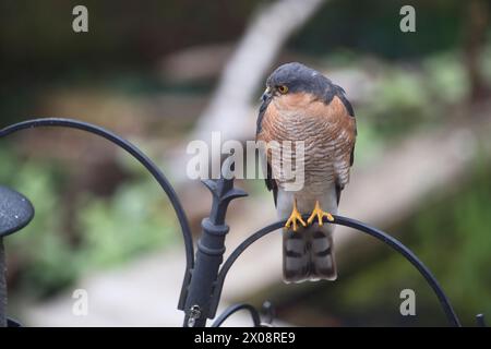 Eurasian sparrowhawk (Accipiter nisus). This male has been attracted into a garden by all the small birds on feeders Stock Photo