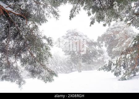 A tranquil scene of a snow-covered forest with trees laden in white, as a soft snowfall adds a magical touch to the serene landscape. Stock Photo