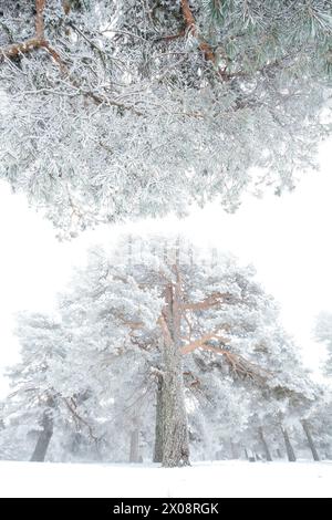 Majestic Aleppo pines covered in a thick layer of frost stand tall amidst a serene, snow-covered landscape, offering a tranquil winter scene. Stock Photo