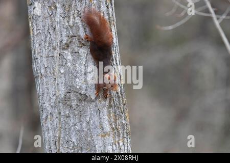 A red squirrel with bushy tail scales the rough bark of a tree in serene woodland surroundings, showcasing the beauty of wildlife Stock Photo