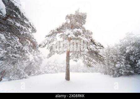 A solitary Aleppo pine tree stands blanketed in snow amidst a tranquil, wintry landscape within Guadarrama National Park Stock Photo